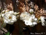 by Nira Dabush
