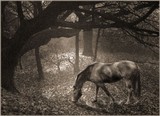 by John Graham Inkson