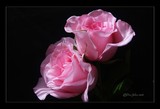 by DEE JOBES PHOTOGRAPHY