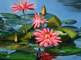 by Sandy Dewar