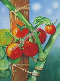 by Christiane Fortin