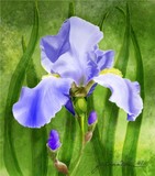 by Joan A Hamilton