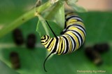 by Marge Loyd