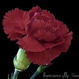 by Tricia  Wenzel