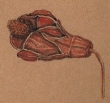 by Dana Koffenberger