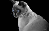 by Patti Meador