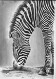 by Vincent  Parker