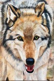 by Randy Kroll