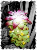 by andine Gerard
