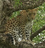 by Marie Strydom