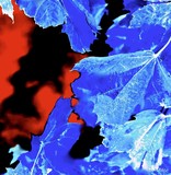 by Sigridur Bachmann