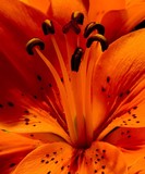 by Greg Summers