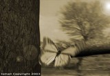 by ismail abed