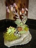 by Pedra Viva mini jardins