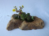 by Pedra Viva mini jardins