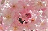 by Debra Kott
