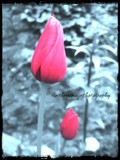 by Janeth K Cyr