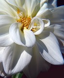 by Carol J. Hicks