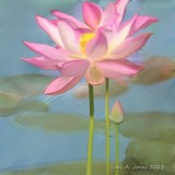 by Lori Jones