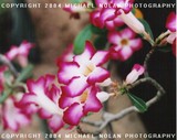 by Michael Nolan