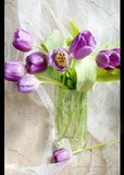 by DEE JOBES PHOTOGRAPHY