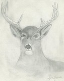 by Jenny Kehoe