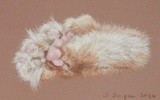 by Joanne Simpson-Connor
