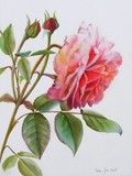 by Doris Joa