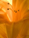 by Greg Summers
