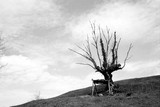 by David Gharibashvili