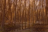 by Scott Carlin