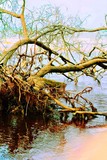 by Ropati Leaso-Cobb