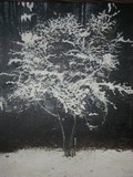 by Erica Broadbent