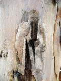 by Hava Kafri