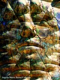 by Angela Marie Barnett