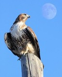 by Wingsdomain.com 