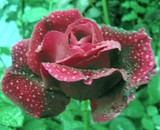 by Lori Allan