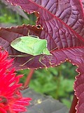 by Marie josé LAURIER