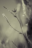 by Claudia Lorenz