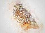 by graham rhodes