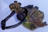 by Irina Stroup