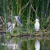 Black Crowned Night Herons