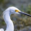 Snowy Egret
