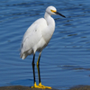 Snowy Egret