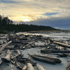 driftwood sunset
