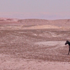  American Desert Horses P8652