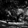 Passing Bye