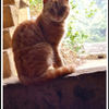 door cat