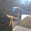 Wasp Man