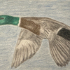 Mallard Duck